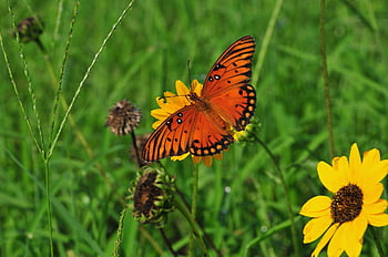 butterfly, nature, insect, wings, entomology, summer, pollinator, wing