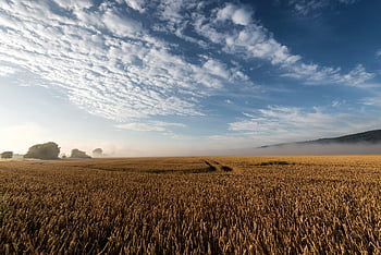 pšenice, pole, sklizeň, Příroda, hospodařit, organický, zemědělství, jídlo, čerstvý, zdravý, krajina