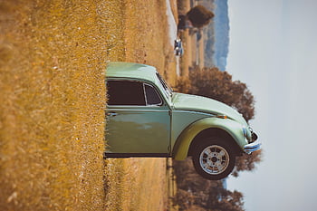 wrong World, classic, vw Beetle, meadow, landscape, automobile, antique Car