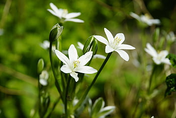 flowers, botany, ornithogalum, star Of Bethlehem, white Flowers, spring, forest