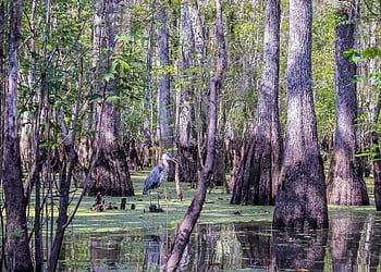 swamp, bayou, bog, marsh, cypress, louisiana, great Blue Heron, wading Bird, wetland