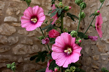 hollyhock, pink Flowers, flowers, plants, nature, garden, bloom