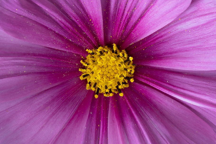 Krásná, květ, makro, detail, textura, zahrada, jaro, letní, rostlina, pěkný