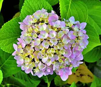 flowers, hydrangea, petals, leaves, blossom, bloom, flora, nature, close Up, color, bright
