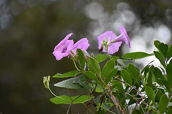powój, różowe kwiaty, kwiat tło, kwiaty, ogród, Natura, kwiat, piękne kwiaty, kwiatowa tapeta, flora, roślina