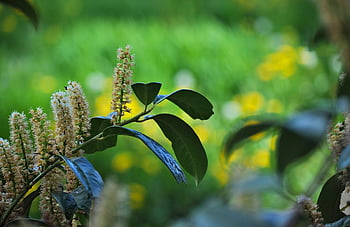 třešňový vavřín, prunus laurocerasus, vavřín třešeň, ornament, evergreen, vavřín, keř, květ, Příroda, rostlina, jaro