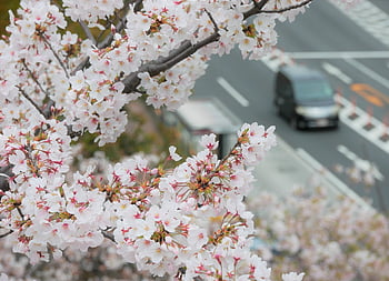 桜, 咲く, 3月, 4月, 花, 卒業, 入学, 道路, 道, 車, 花びら