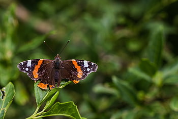 vanessa atalanta, naturaleza, almirante, mariposa, edelfalter, macro, rojo, insecto, ala, fauna silvestre, insectos
