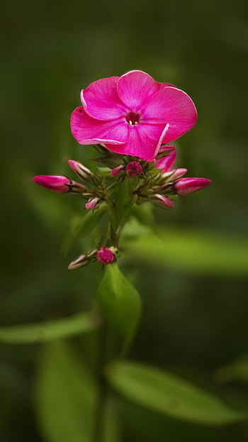 cuscino phlox, fiore, phlox, petali, bellissimi fiori, petali di rosa, carta da parati floreale, fioritura, fiorire, sfondo di fiori, flora