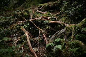 moss on trees, roots on ground, dense forest, tree roots, moss, nature's intricate patterns, close-up view, forest floor, natural patterns, greenery, woodland scene