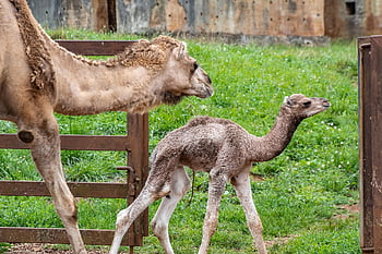 camels, dromedaries, zoo, animals, mammals, nature