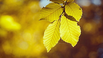 leaves, nature, foliage, tree, autumn, golden Autumn, fall, maple Leaves, things