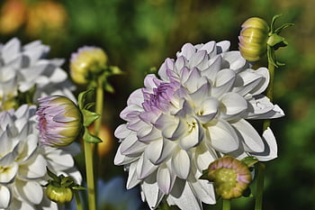 dahlias, flower Wallpaper, flowers, white Flowers, buds, petals, white Petals, bloom, blossom, beautiful Flowers, flowering Plants
