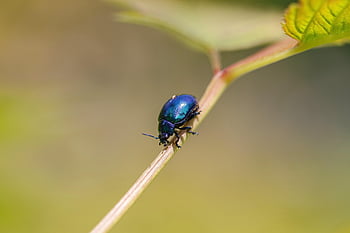 mincovna brouka, brouk, hmyz, rostlina, exoskeleton, antény, Příroda, detailní, modrý brouk