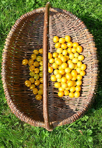 mirabelle, plum, mirabelles, plums, yellow, fructification, garden, nature, fruit, bin, sour