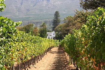 wineland, winery, wine Farm, tourism, constantia Valley, summer, trip, south Africa, nature, panorama, landscape
