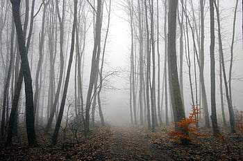 foggy forest, bare trees, autumn forest, misty forest, mysterious atmosphere, enchanting forest, fog enveloping, autumn trees, forest path, foggy atmosphere, bare tree trunks