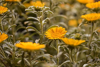 yellow Flowers, flowers, petals, yellow Petals, beautiful Flowers, bloom, blossom, flora, floriculture, horticulture, botany