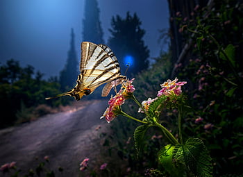 rzadki jaskółczy ogon, motyl, kwiaty, iphiclides podalirius, lepidoptera, owad, skrzydełka, kwiatowa tapeta, zwierzę, zapylanie, świat zwierząt