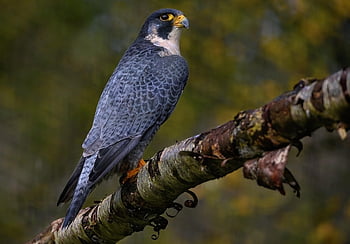 lanner şahin, Alaca şahin, şahin, raptor, kuş, tüyler, ornitoloji, yaban hayatı, yırtıcı kuş, avcı, yırtıcı hayvan
