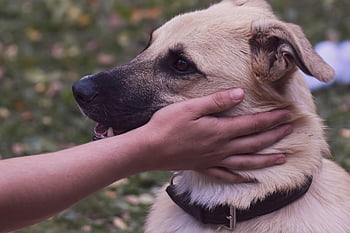 kutya, házi kedvenc, kéz, petting, állat, természet, barát, arc, ütés, Figyelem, szeretet