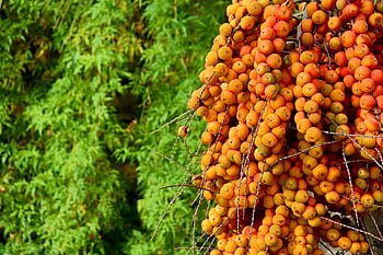 date, palma da dattero, frutta, albero, pianta, tropicale, arancia, botanico, natura, arboricoltura, flora
