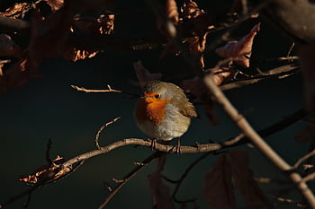 robin, bird, nature, feathers, plumage, avian, animal, birdwatching, ornithology, wildlife, perched
