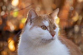 cat, red, white, beard, domestic Cat, domestic Animal, face, cat Eyes, backlighting, portrait, pet