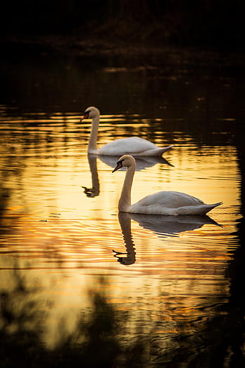 swans, birds, lake, waterfowl, animals, wildlife, nature, water Reflection, golden