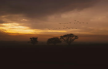 sunset, silhouette of trees, golden hour, peaceful landscape, flock of birds, serene view, scenic view, evening sky, natural beauty, tranquil scene, wildlife photography