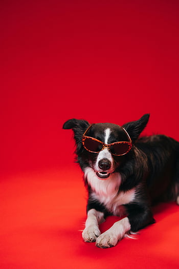 Black and White Border Collie, sunglasses, vibrant red background, stylish dog, studio photo, pet fashion, cool dog, animal photography, dog accessories, red backdrop, Border Collie style