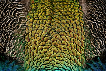 peacock feathers, close-up photography, vibrant patterns, iridescence, colorful feathers, yellow black brown art, peacock art, detailed feathers, nature photography, animal textures, peacock close-up