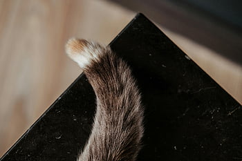 coda soffice, coda di gatto, gatto a strisce, Tavolo di marmo nero, Foto interno, avvicinamento, fotografia di animali domestici, coda animale, gatto domestico, tavolo elegante, impostazione interna