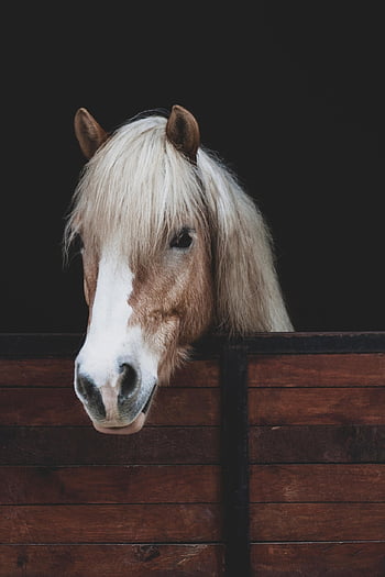 cavallo, animale, stabile, natura, mammifero, equino, testa di cavallo, criniera, riparo, avvicinamento