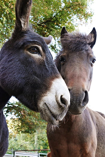 Esel, Pony, Maultier, Bauernhof, Natur, Säugetier, Kreatur, Tiere