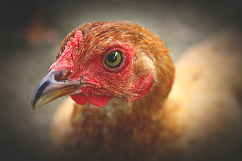 めんどり、 チキン、 自然、 家禽、 鳥、 家畜、 産卵、 国内の鳥、 農場生活、 好奇心が強い、 見つめる