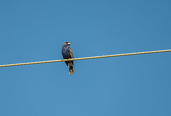 burung, paruh, bulu, bulu burung, Grosbeak Biru, grosbeak, bertengger, burung di kawat, ilmu burung, hewan, margasatwa
