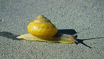 snail, shell, mollusk, gastropod, snail Shell, animal, animal World, probe, mucus, casing, crawl