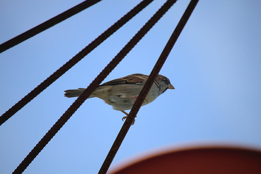 sparrow, bird, metal, sky, animal, nature, bird Watching, blue Sky, ornithology, avian, beautiful