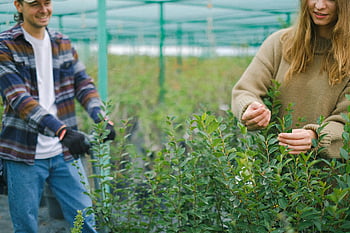 jardineros, plantas en macetas, invernadero, agricultores sonrientes, trabajando juntos, plantas atendidas, plantas jóvenes, jardinería de invernadero, cuidado de las plantas, trabajadores agrícolas, agricultura sostenible