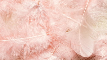piume rosa, colpo del primo piano, trama delicata, disposizione regolare, Texture sottile, rosa tenue, Dettagli piuma, fotografia ravvicinata, Texture di piume rosa, Morbide piume, piume ravvicinate