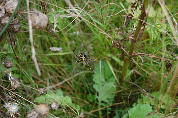 spider, arachnid, spider Web, cobweb, web, orb, weaver, insect, bug, arachnophobia, nature