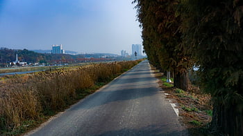 garosu-gil, road, autumn, seoul, republic Of Korea, gyeonggi-do, autumn Scenery, gangnam, south Korea
