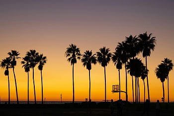 sunset, Venice Beach, Los Angeles, palm trees, silhouette, beach, California, evening, ocean, basketball hoop, people