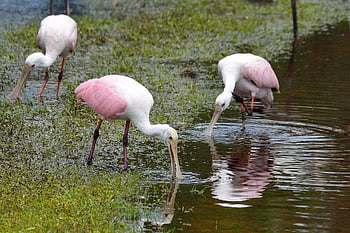 roseate Spoonbills, spoonbills, birds, animals, wildlife, wading Birds, plumage, beak, tropical, lake, water