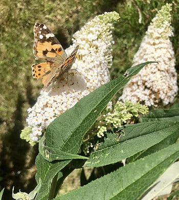 vanessa Cardui, butterfly, edelfalter, insect, butterflies, animal, blossom, bloom, lilac, leaves, garden
