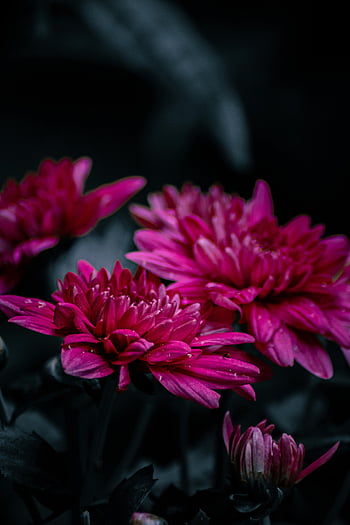 růžové květy, purpurová chryzanthemums, detailní záběr, tmavé pozadí, kvetoucí květiny, náladové pozadí, květinové fotografie, zářivá růžová, květy chryzantémy, květ detail, purpurové květy