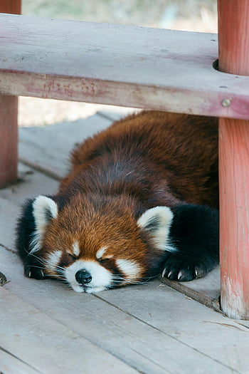 red panda, sleeping, wooden bench, sunny day, peaceful, rest, under bench, cute, animal, wildlife, outdoors