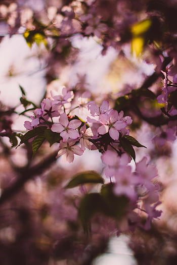 růžové třešňové květy, měkké bokeh, jarní květiny, detailní fotografie, Denní květiny, mělké hloubky, růžové a bílé květy, jarní květy, květinové fotografie, větve třešňového květu, jarní sezóna