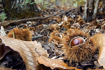 kastanje, herfst, gekruld, netelig, doornen, bruin, Bos, fruit, voedsel, dichtbij, gedroogde bladeren